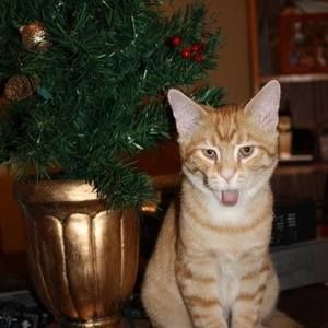 Meet your Posher, Shari